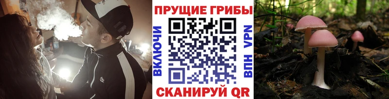 Галлюциногенные грибы Cubensis  Надым 